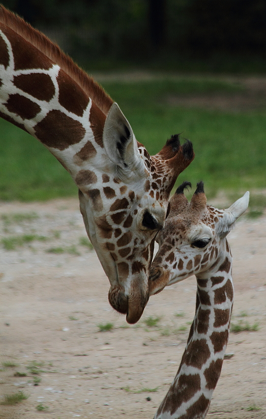 Mama und Baby Giraffe (+Tierinfo)