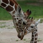 Mama und Baby Giraffe (+Tierinfo)