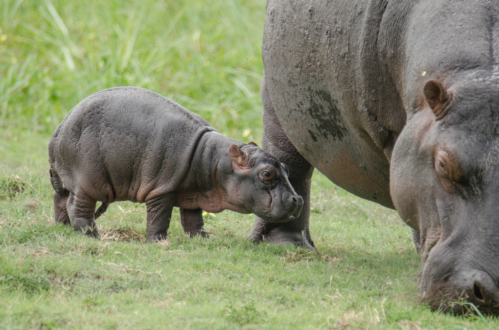 Mama und Baby Hippo