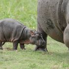 Mama und Baby Hippo