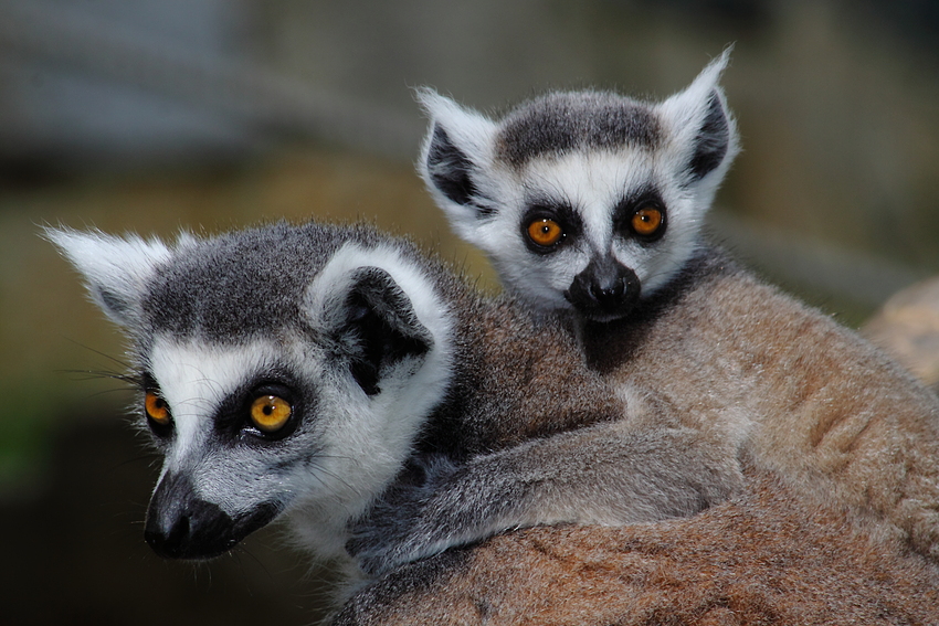 Mama und Baby Katta