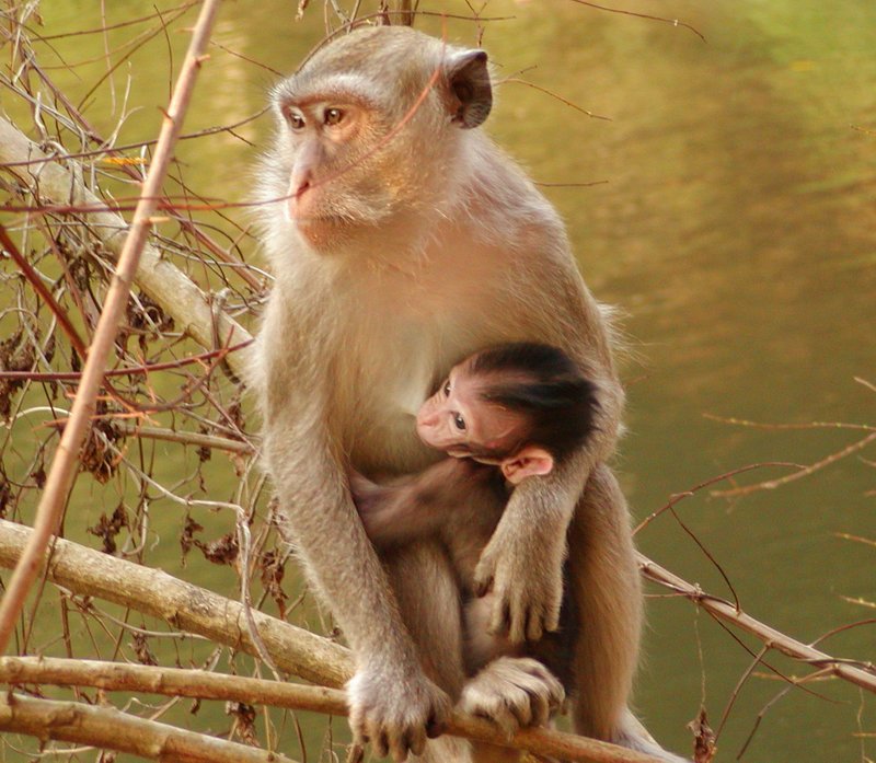 Mama und Baby Monkey