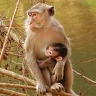 Mama und Baby Monkey