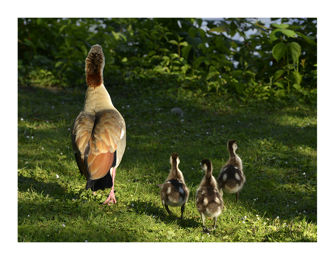 Mama und die Kleinen