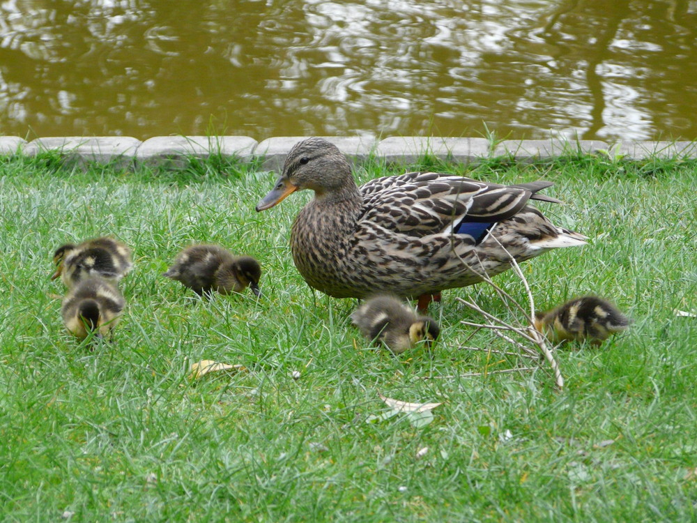 Mama und die Kleinen