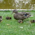 Mama und die Kleinen