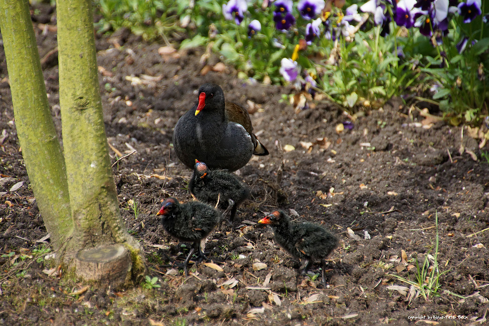 Mama und ihre Jungen