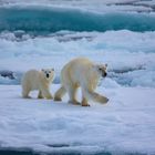 Mama und Kind auf der Flucht vor den Männchen