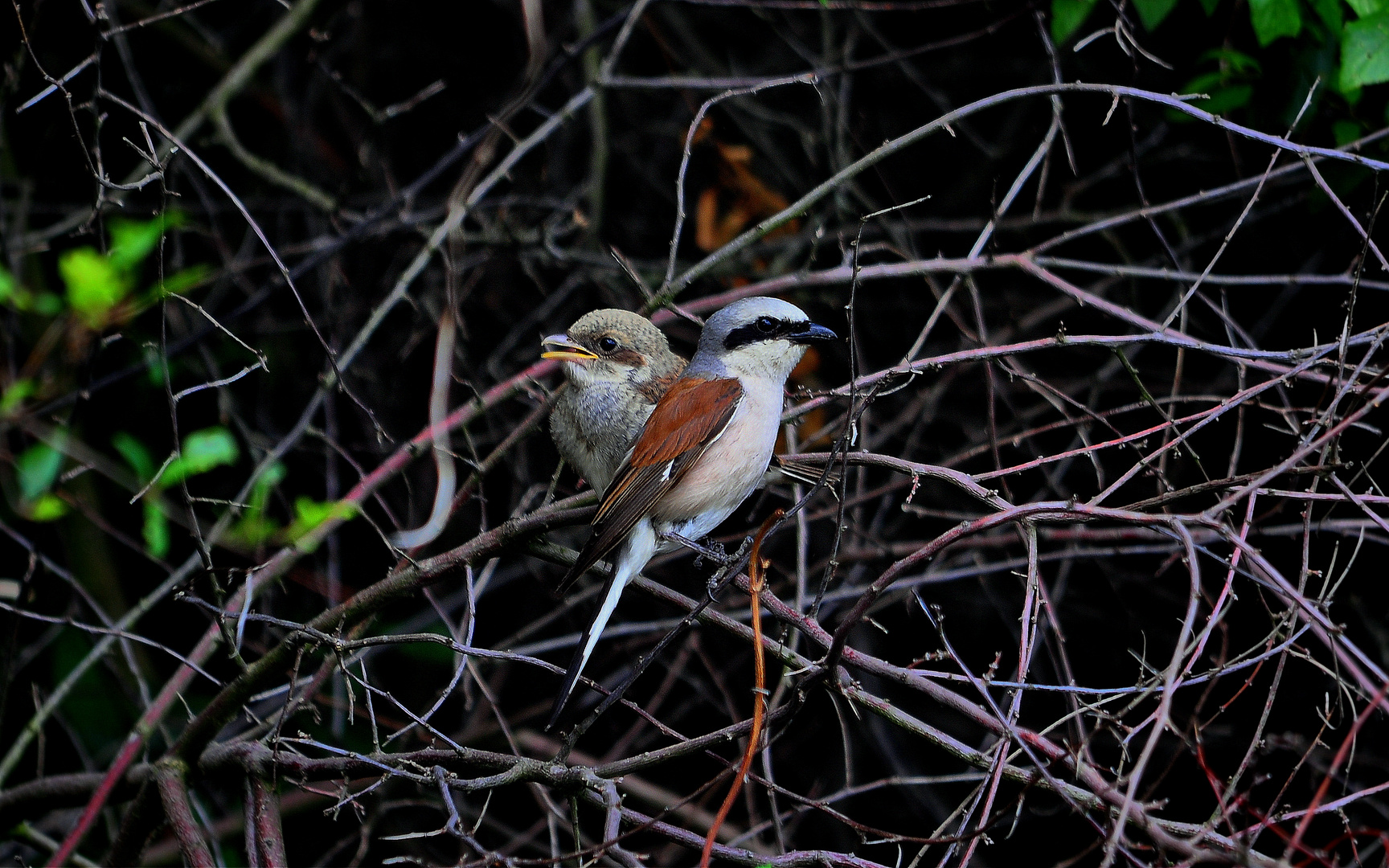 Mama und Kind (Neuntöter)