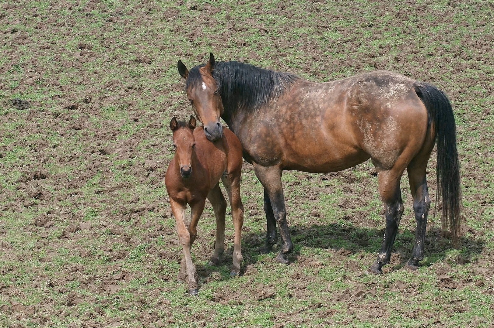 Mama und Nachwuchs auf einer Trockenweide