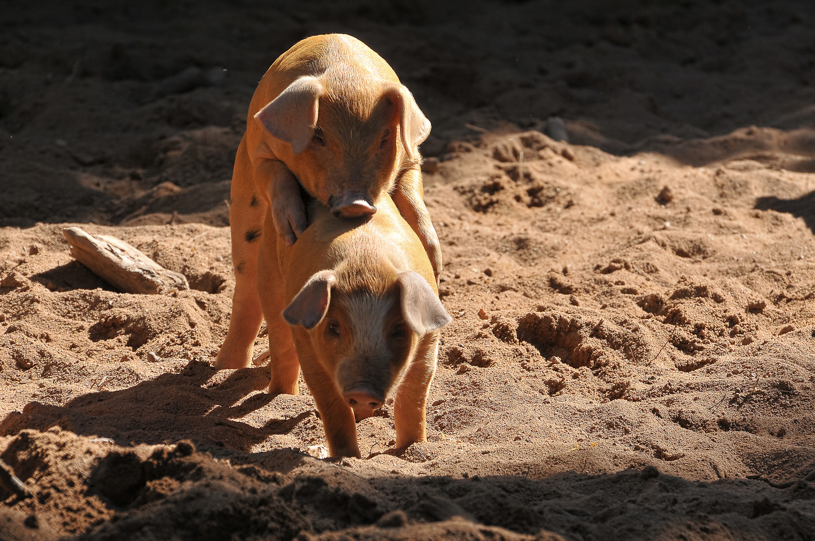 Mama und Papa.....