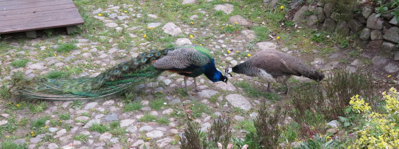  Mama und Papa ...