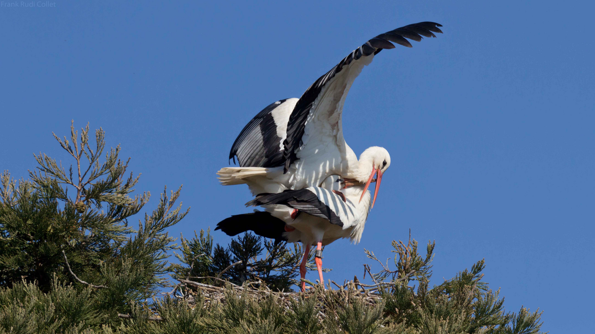 Mama und Papa beim Liebesspiel