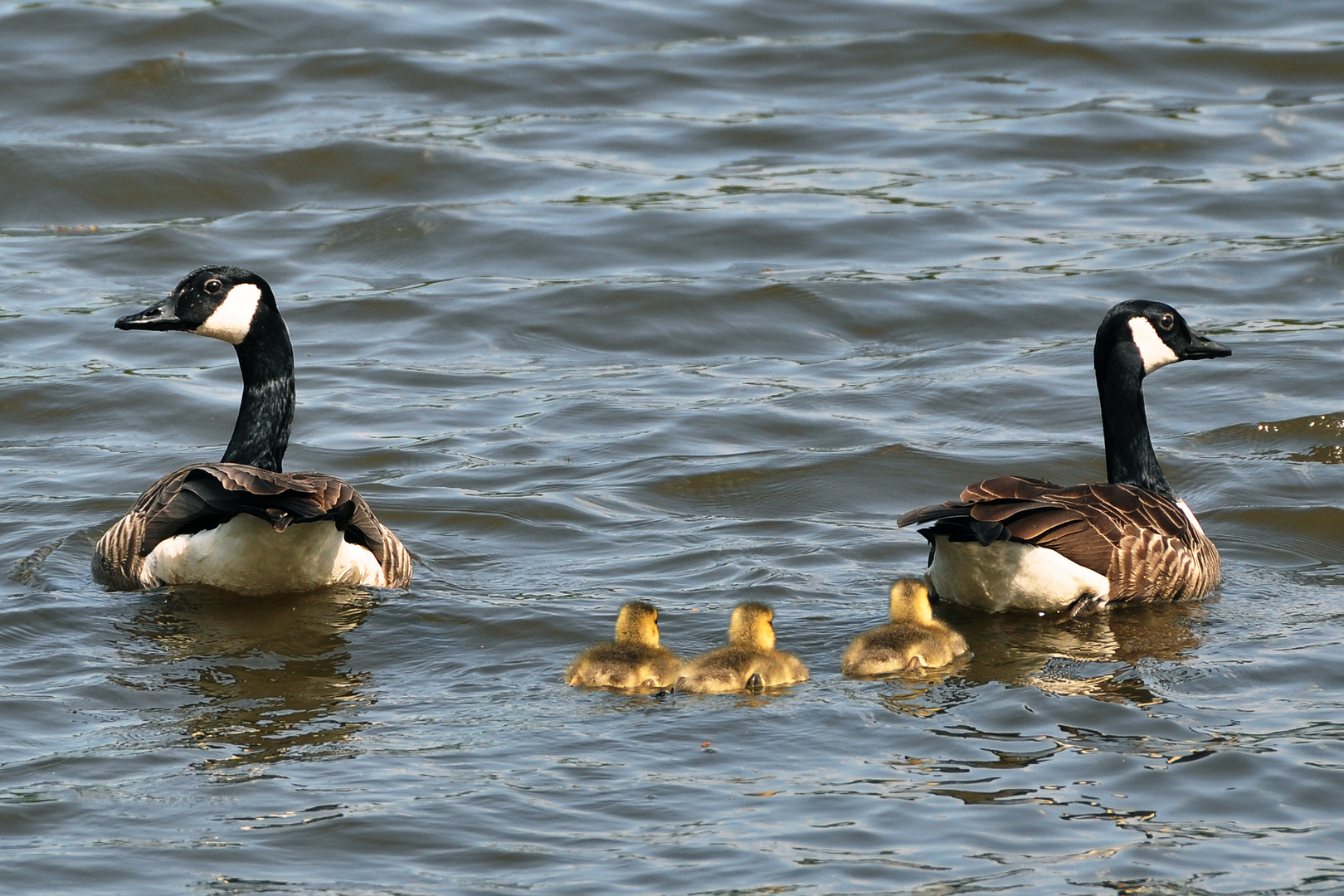 Mama und Papa Gans mit plüschigem Nachwuchs