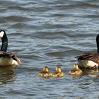 Mama und Papa Gans mit plüschigem Nachwuchs