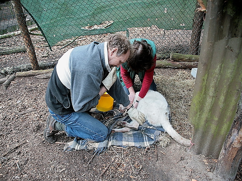 Mama und Papa in Aktion