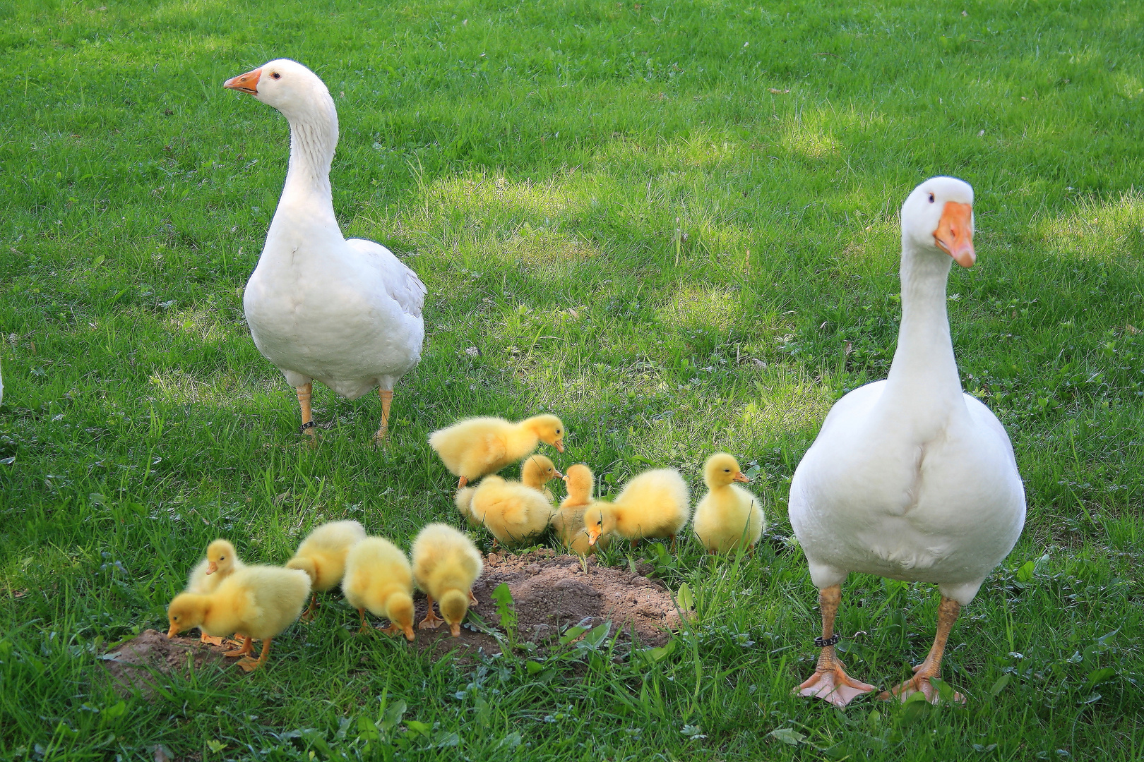 Mama und Papa passen auf......