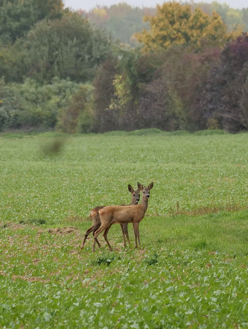 Mama und Sohn.