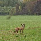 Mama und Sohn.