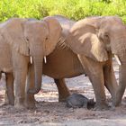 Mama und Tante wachen über den Jüngsten