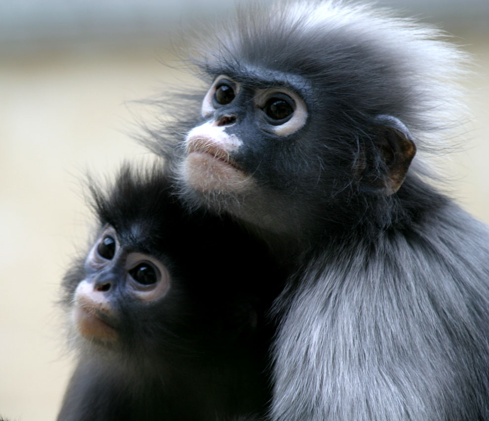 Mama und Tochter Brillenlangur