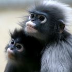 Mama und Tochter Brillenlangur