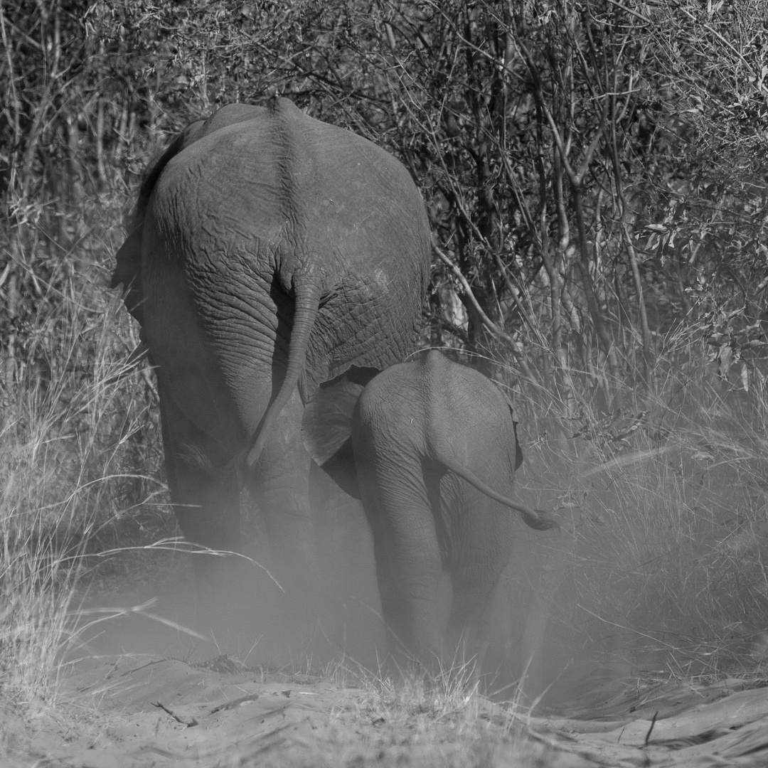 Mama und Tochter Elefant - Namibien