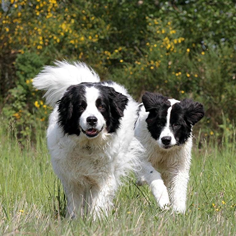 Mama und Tochter Landseer