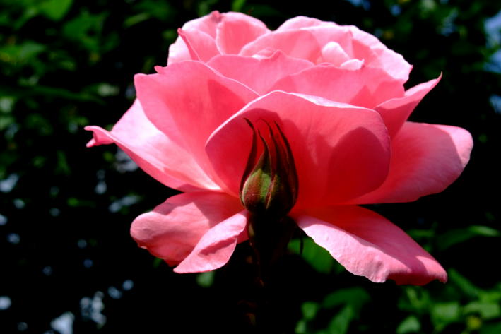 Mama und Tochter Rose