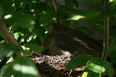 Mama Vogel bei der Arbeit #1