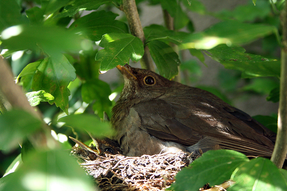 Mama Vogel bei der Arbeit #2