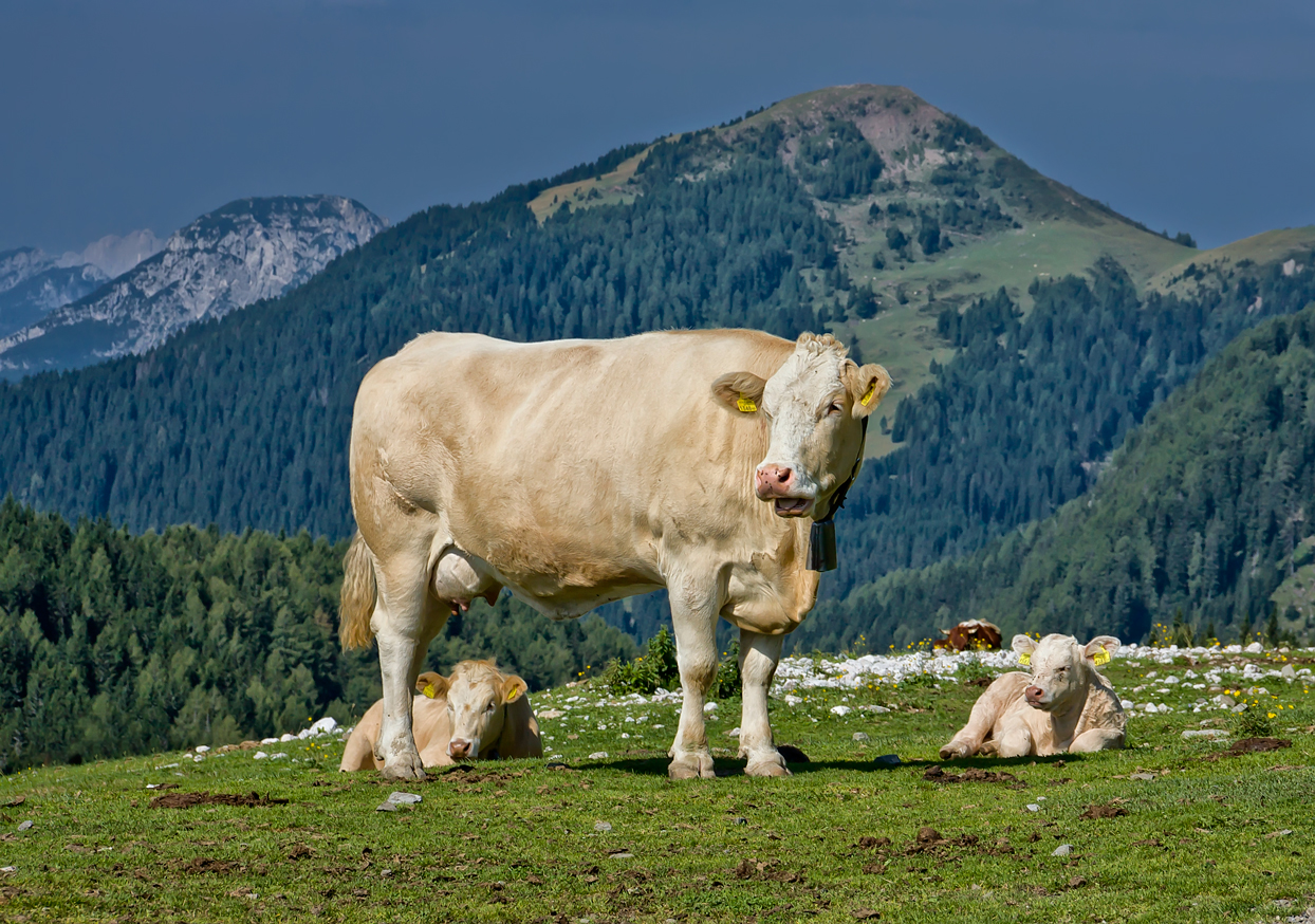 Mama von Zwillingen