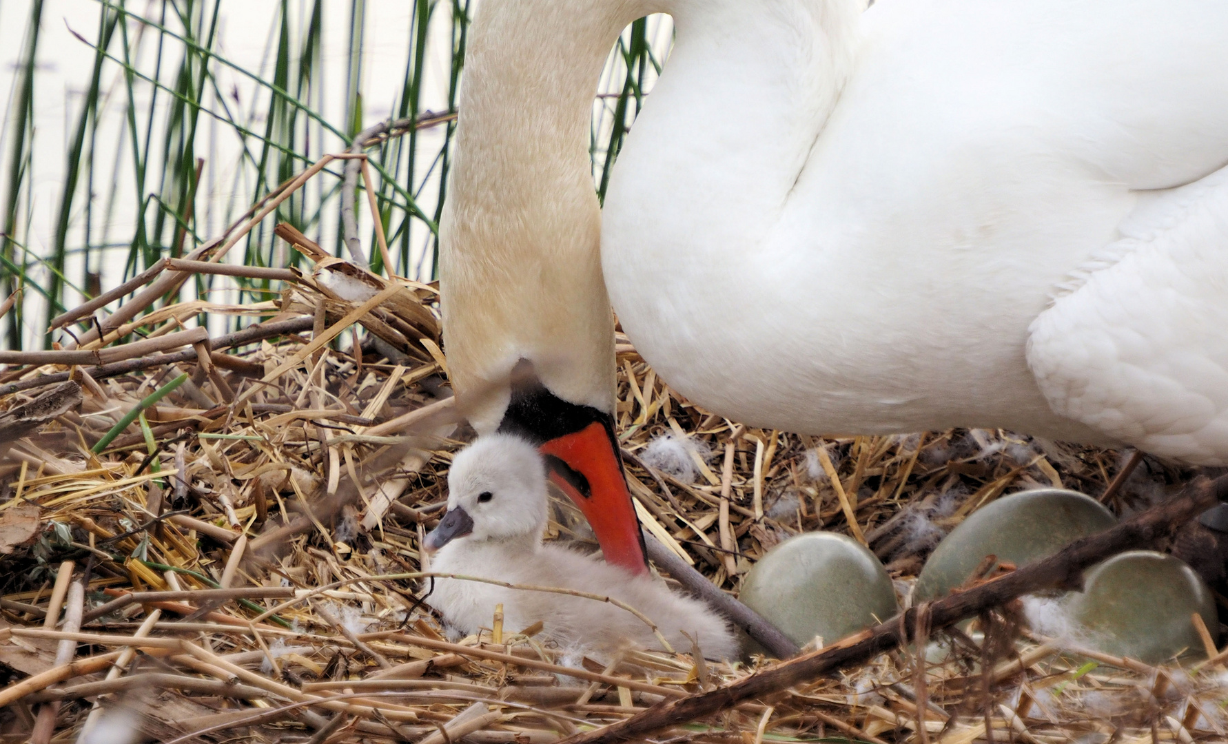 Mama was machst du da ? 