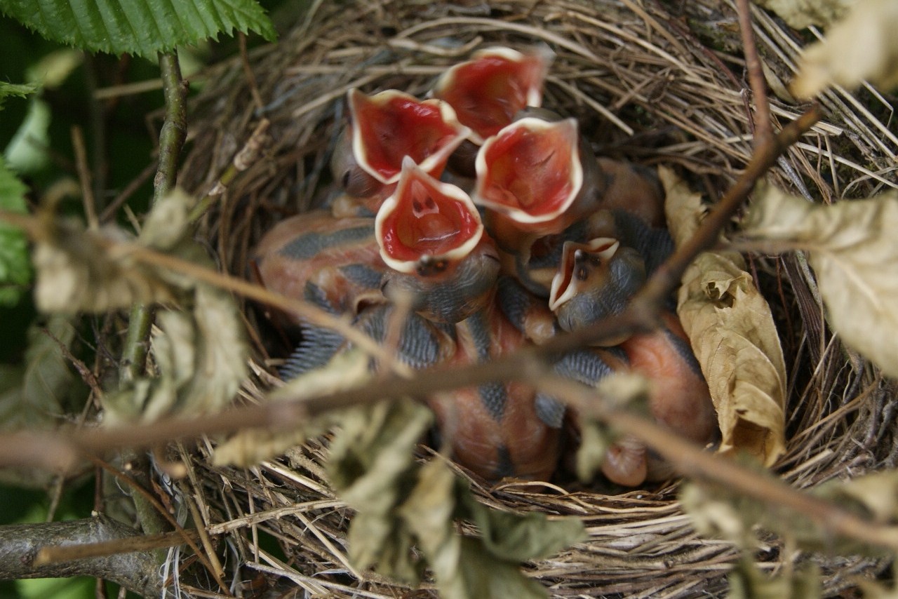 Mama wir haben Hunger