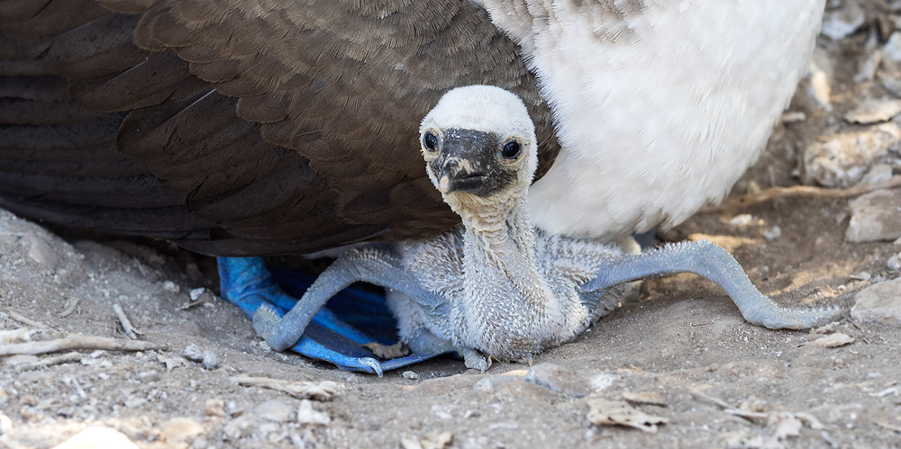 Mama, wir kriegen Besuch!