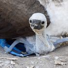 Mama, wir kriegen Besuch!