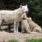 Mama, wir sind hungrig!