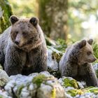 Mama with cub in rocky forest