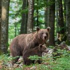 Mama with cubs in beech forest