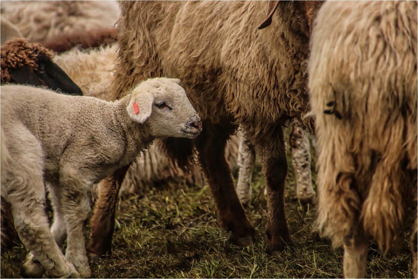 Mama, wo bist du?