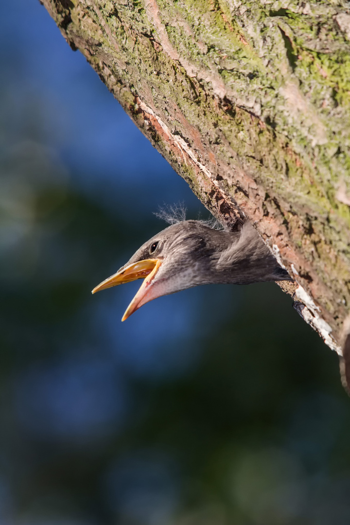 Mama wo bleibt das Essen