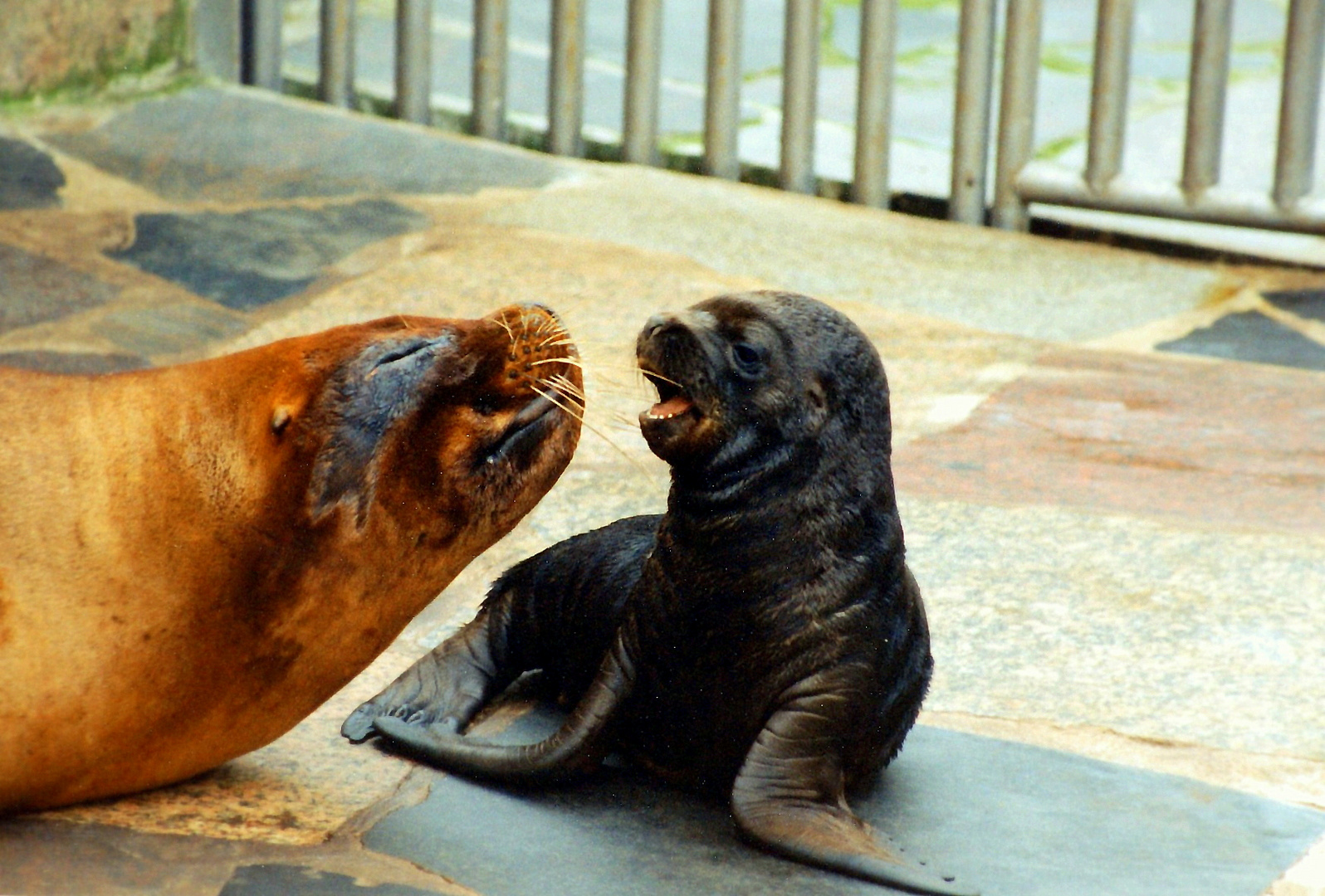 Mama, wo bleibt der Onkel mit dem Fisch?