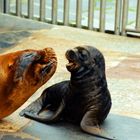 Mama, wo bleibt der Onkel mit dem Fisch?