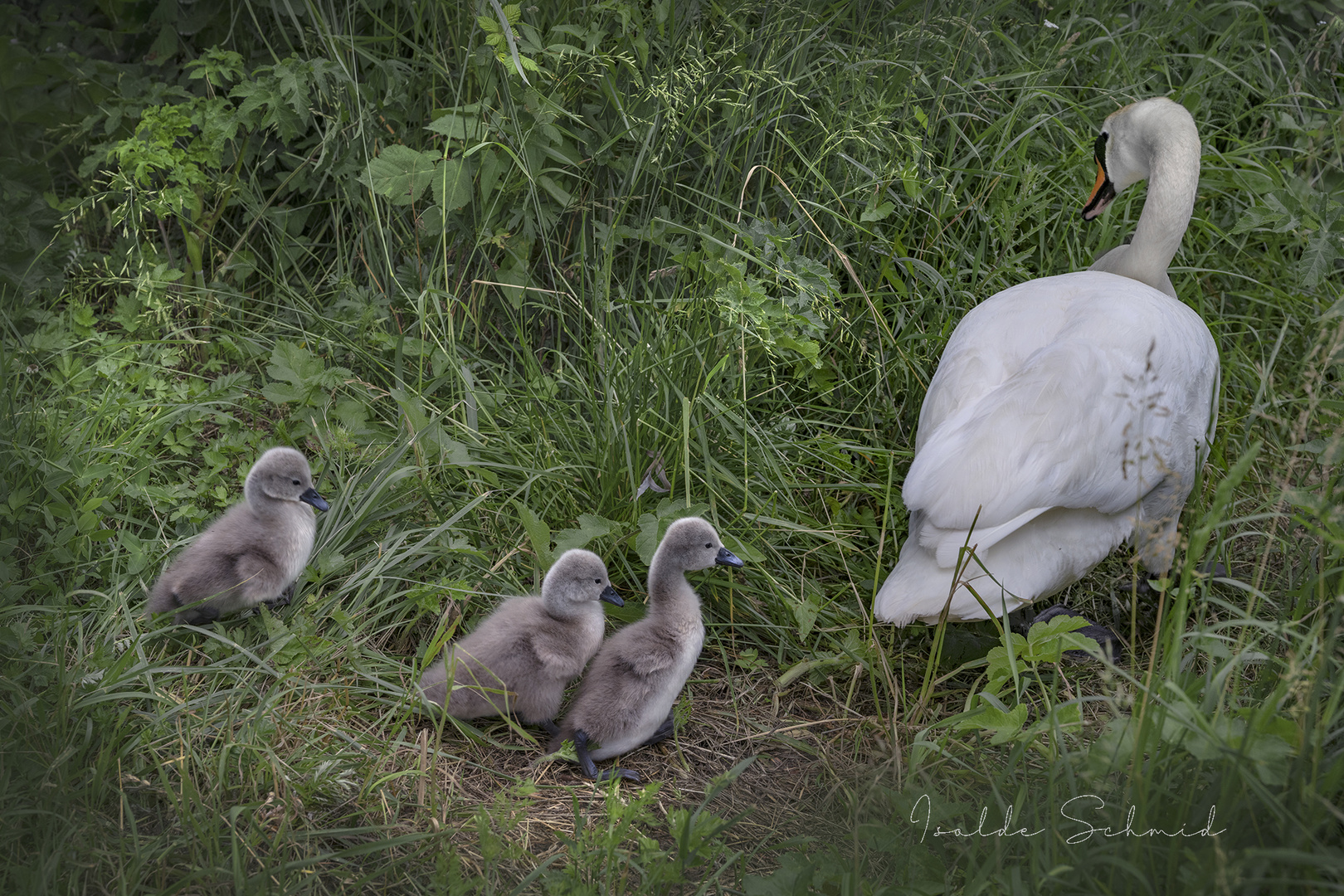 "Mama wo gehst du hin?"