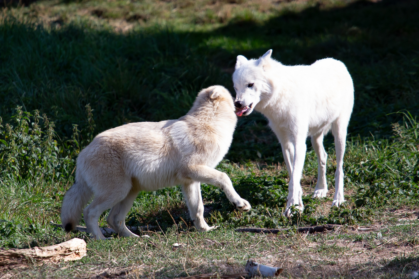 Mama Wolf