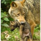 Mama Wolf mit Baby im Mund.