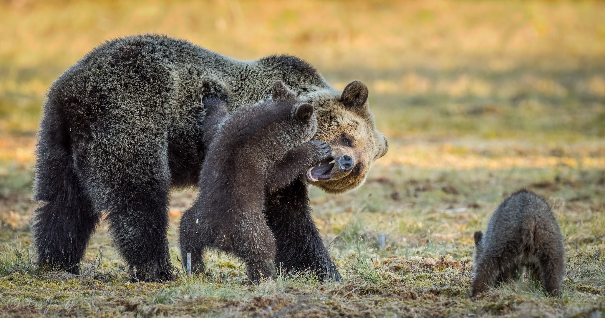 "Mama zeig einmal Deine großen Zähne!"