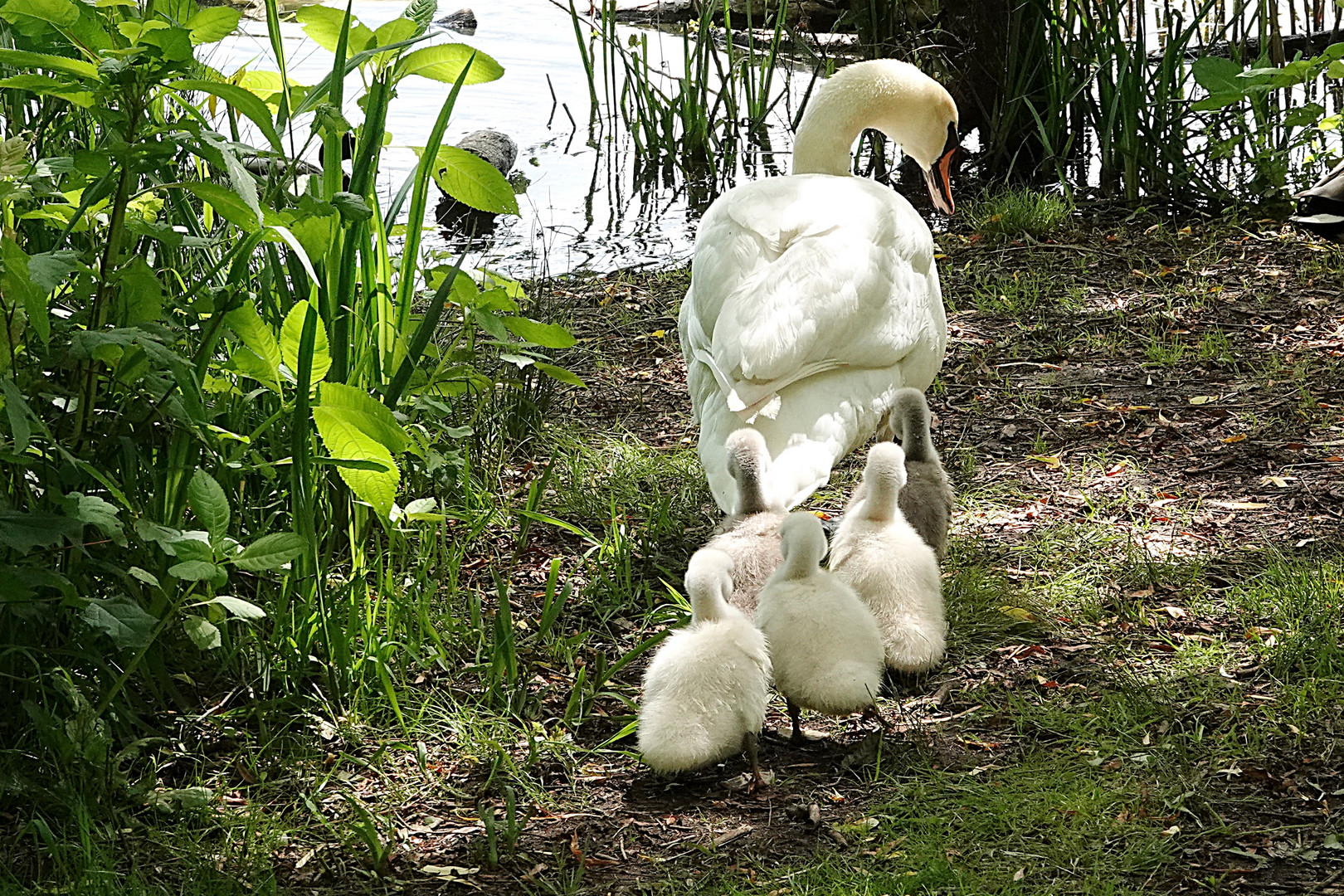 Mama zeigt den Jungen den Weg zum See