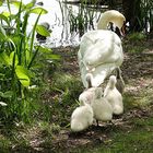 Mama zeigt den Jungen den Weg zum See