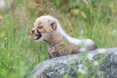 Mamaaa, ich brauch' dich!